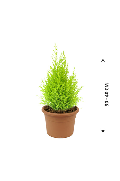 Lemon Cypress - Goldcrest