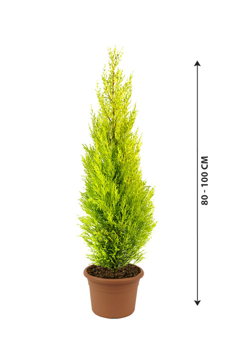 Lemon Cypress - Goldcrest