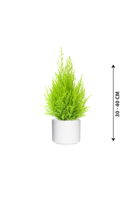 Lemon Cypress - Goldcrest