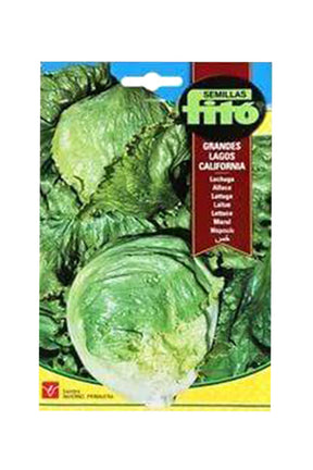  Fito - Lettuce Batavia Rubia Munguia Seeds (7 g) - Premium Lettuce Seeds for UAE
