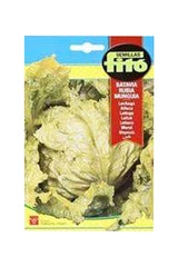 Fito - Lettuce 'Webbs Wonderful' Seeds - Premium Quality Salad Lettuce