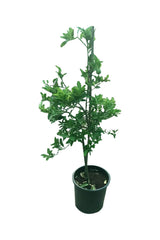 Limette - Aurantiifolia