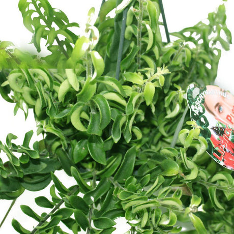 Lipsticks Plant Twisted - Aeschynanthus Lipstick - Plantsworld.ae - {{ varient.name }}