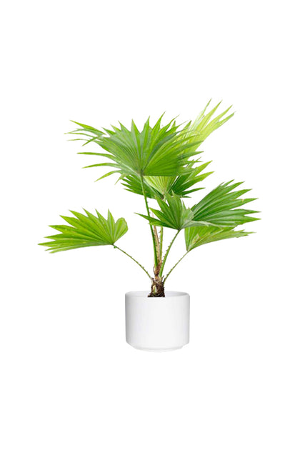 Livistona Palm - Indoor Palm