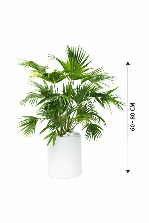 Livistona Palm - Indoor Palm