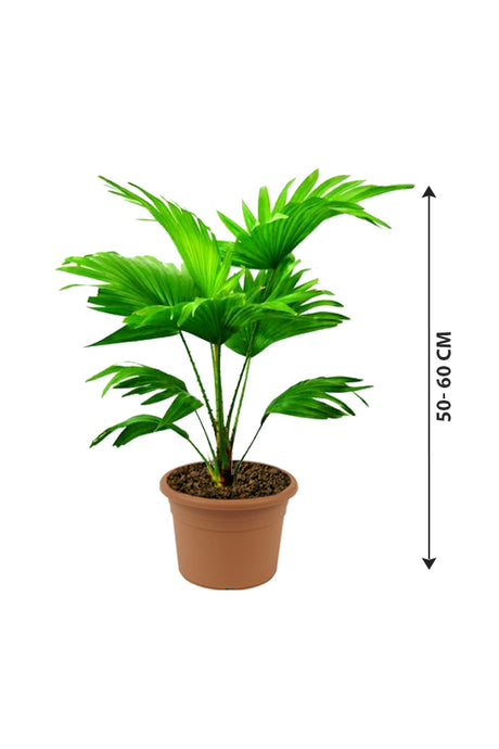 Livistona Australis -  Cabbage Tree Palm - Outdoor