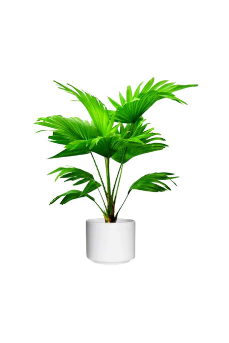 Livistona Australis - Cabbage Tree Palm with Lush Green Fronds