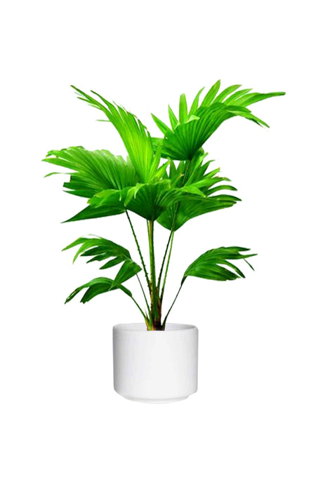 Cabbage Palm - Livistona Australis - Plantsworld.ae