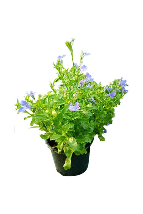 Lobelia Deep Blue - Lobelia erinus - Blühende Pflanze