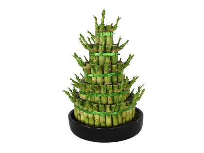 Lucky Bamboo - Steps