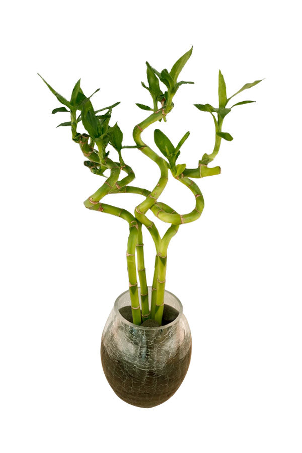 Lucky Bamboo Stick In Glass Vase With Black Stones