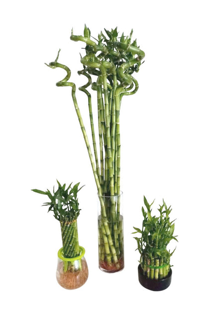 Lucky Bamboo Sticks Combo In Glass Vase