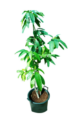 Mango Pakistan Chaunsa Tree with ripe, juicy mangoes – Buy outdoor fruit trees online at PlantsWorld.ae
