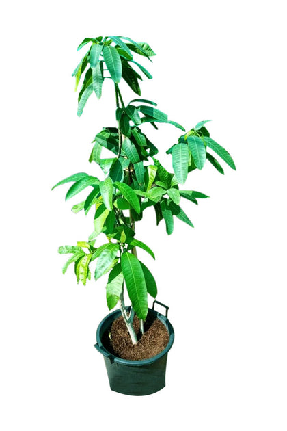 Mango Pakistan - Chaunsa - Outdoor Tree Plant
