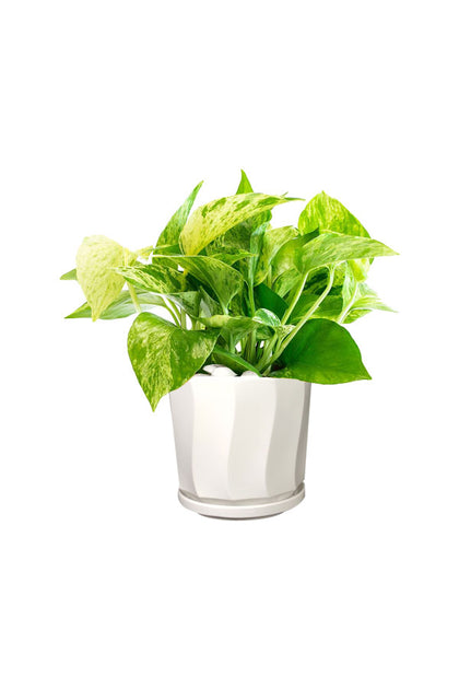 Marble Queen Pothos - Office Table Top Plant