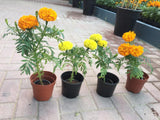 Marigold-Tagetes - Marigold-Tagetes - Plantsworld.ae