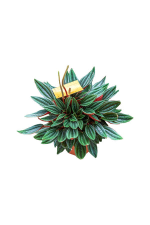 Metallic Peperomia - Peperomia Metallica