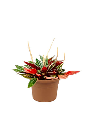 Metallic Peperomia - Peperomia Metallica