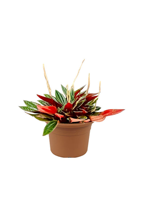 Metallic Peperomia - Peperomia Metallica