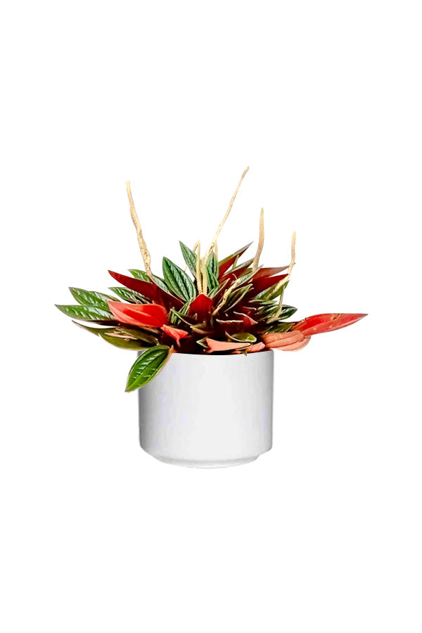 Metallic Peperomia - Peperomia Metallica