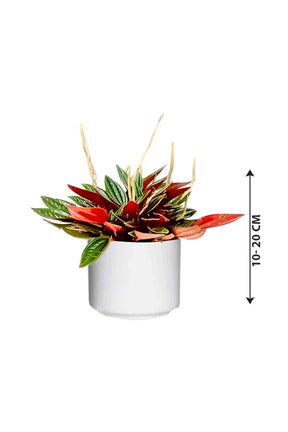 Metallic Peperomia - Peperomia Metallica - Plantsworld.ae