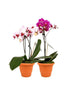 Mini Orchid-Orchid Plant - Plantsworld.ae - {{ varient.name }}
