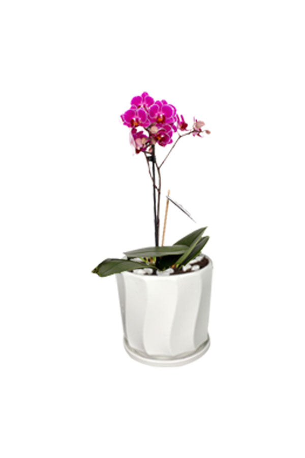 Mini Orchid - Orchid Plant-Office Table Top Plant