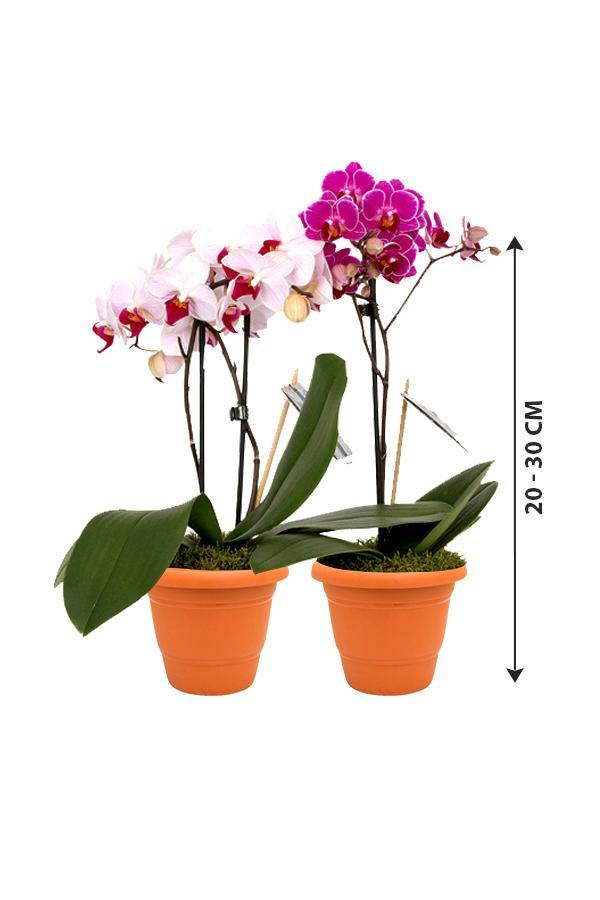 Mini Orchid-Orchid Plant - Plantsworld.ae - {{ varient.name }}