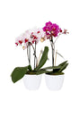 Livistona Palm in Decorative Pot – Indoor Palm Plant for Home and Office in UAE