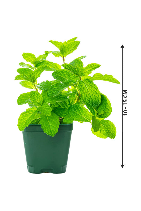 Mint pot size (root system, mint plant, This size, your mint) Mint pot size