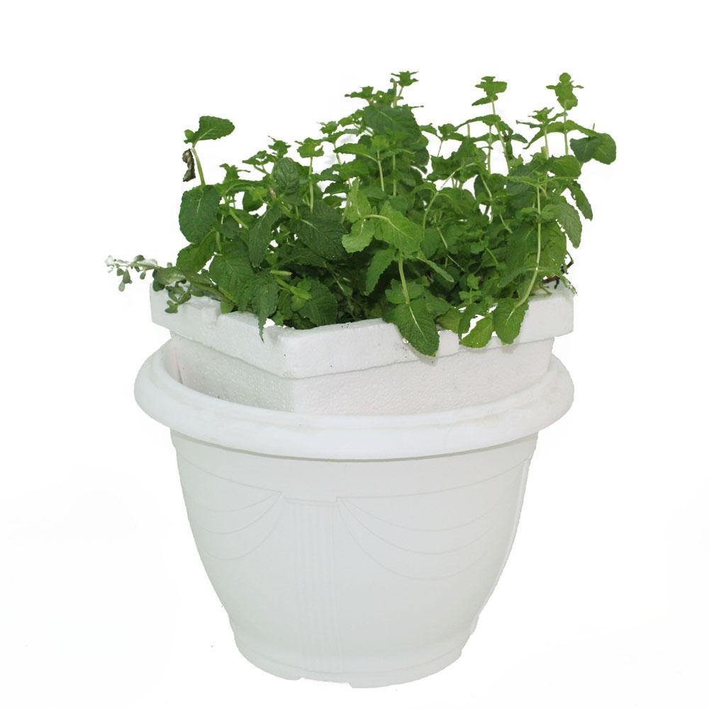 Mint plant - Mint plant - Plantsworld.ae
