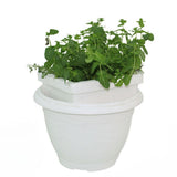 Mint plant - Mint plant - Plantsworld.ae