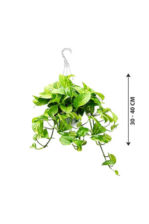 Golden Pothos - Epipremnum Aureum - Hanging - Plantsworld.ae