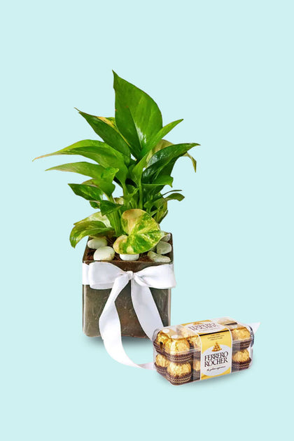 Friendship Day Gift-Money Plant with Chocolate