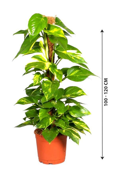 Money Plant-Epipremnum Aureum - Plantsworld.ae - {{ varient.name }}