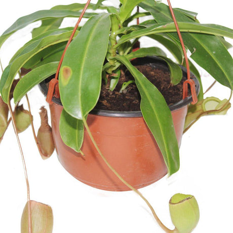 Monkey Jar-Nepenthes - Plantsworld.ae - {{ varient.name }}