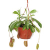 Monkey Jar-Nepenthes - Plantsworld.ae - {{ varient.name }}