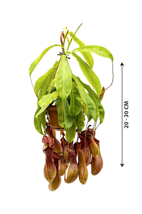 Affenglas-Nepenthes
