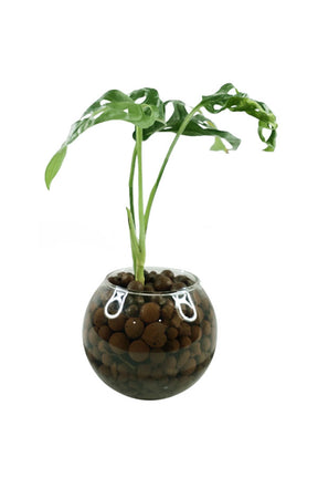 Monstera Obliqua Swiss Cheese Vine indoor water plant with unique hole-punched leaves