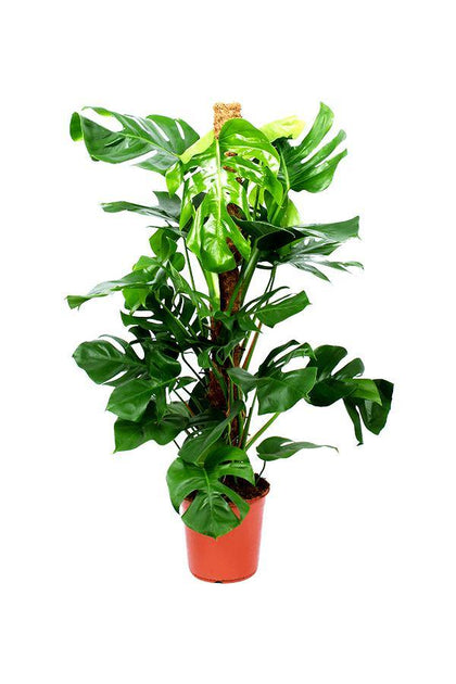 Monstera Pertusum - Swiss Cheese - Plantsworld.ae - {{ varient.name }}