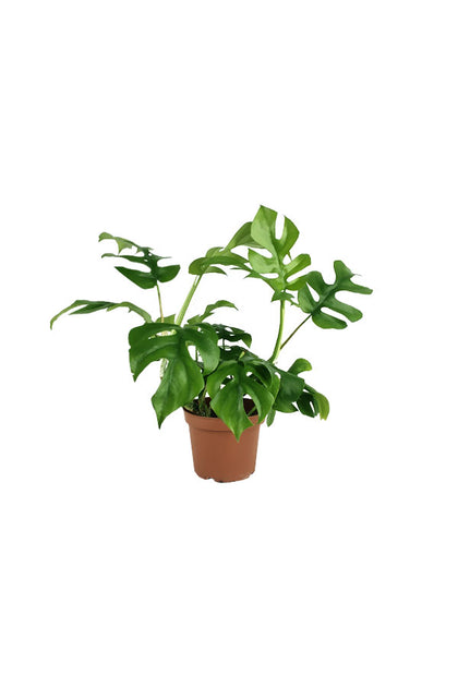 Monstera Tetrasperma-Indoor Plant