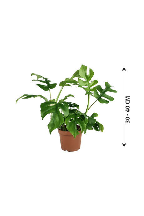 Monstera Tetrasperma-Zimmerpflanze