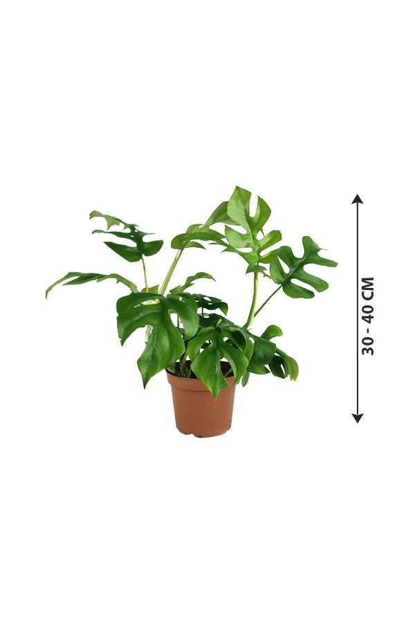 Monstera Tetrasperma-Indoor Plant