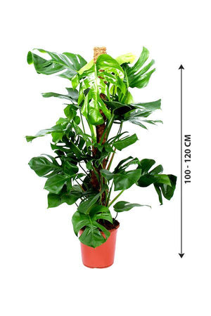 Monstera Pertusum - Swiss Cheese - Plantsworld.ae - {{ varient.name }}