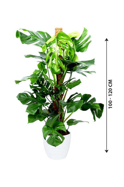 Monstera Pertusum - Swiss Cheese - Plantsworld.ae - {{ varient.name }}
