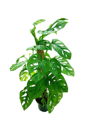 Swiss Cheese Vine - Monstera Obliqua - Plantsworld.ae