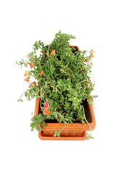 Moss Rose-Portulaca Grandiflora -In Rectangular Pot