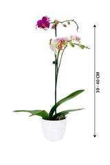 Newyear Offer-Moth Orchids - Orchid  (Single Stem)