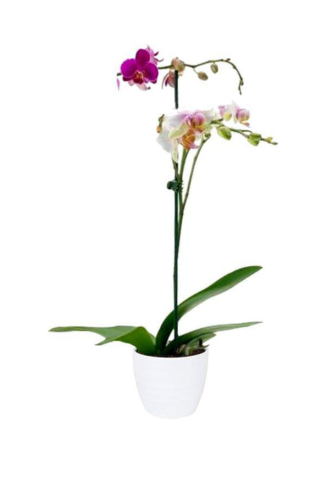 Moth Orchids-Orchid plant - Plantsworld.ae - {{ varient.name }}