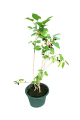 Maulbeere – Gattung Morus – Obstpflanze für den Außenbereich